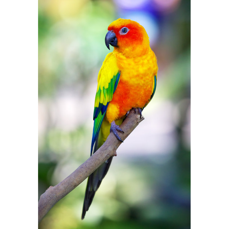 «Colorful Sun Bird» par Hypergurl - photographie sur toile tendue, L 20 po x H 30 po