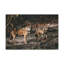 No Frame Print on Canvas-1449980443