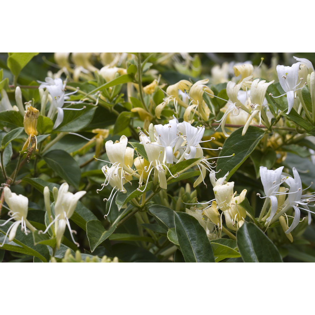 Leinwandbild Honeysuckle in Spring Bloom