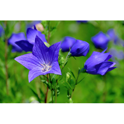 Platycodon Grandiflorus by Magicflute002 - Print