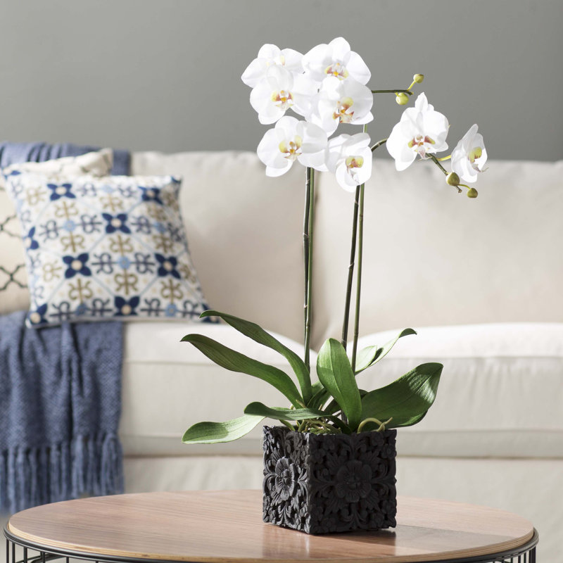 Pièce maîtresse en pot phalaenopsis