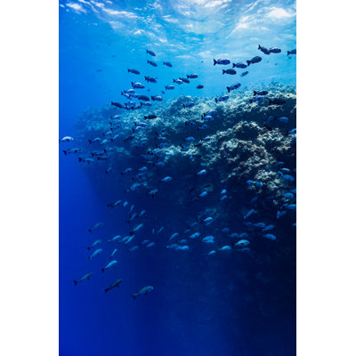 Large School of Snappers by Ifish