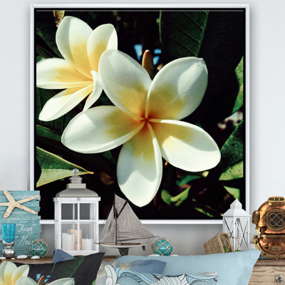 " Hawaian Frangipani Tropical Flower "
