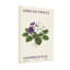 Plantes et fleurs plante violette avec fleurs