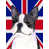 Boston terrier 1