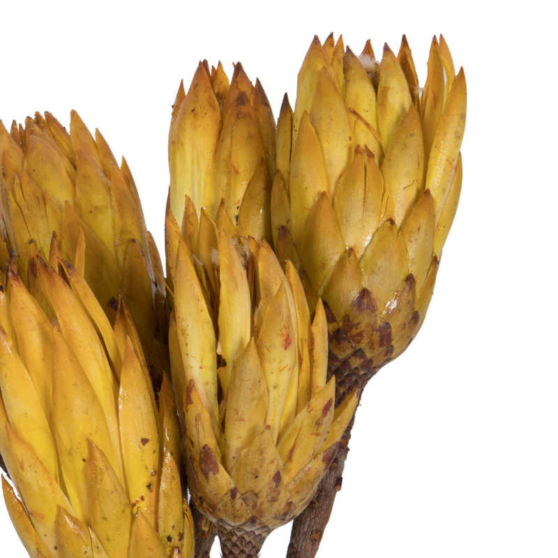 14 po Repens sur une tige naturelle. Comprend 6 tiges par bouquet, séchées, Jaune