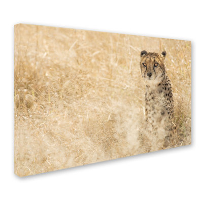 Ann "Cheetahs", reproduction de photo sur toile tendue