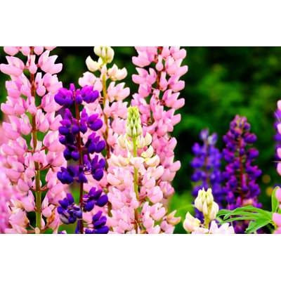 " Lupine Flowers "