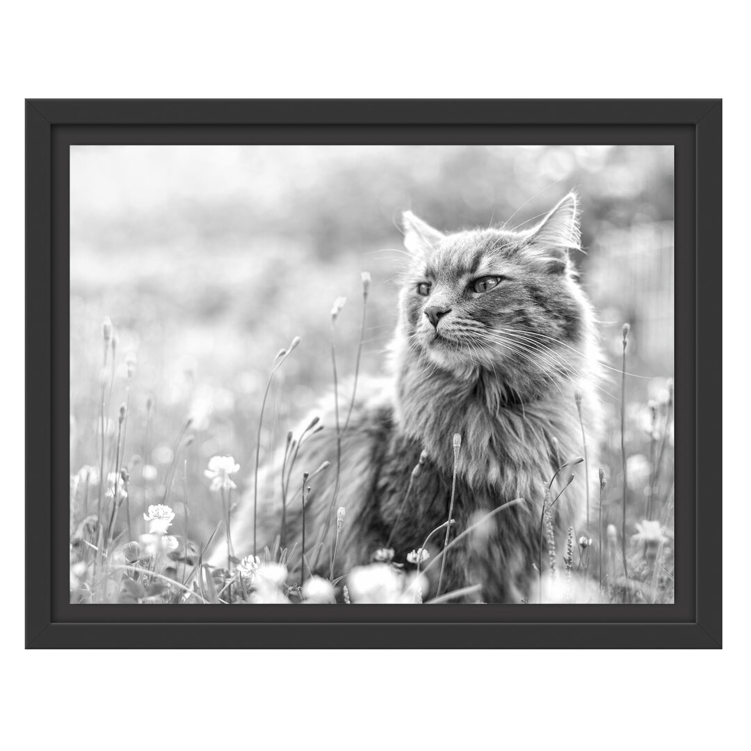 Gerahmtes Wandbild Katze in der Wildnis Kunst B&W