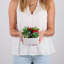 Plante grasse artificielle 5 po en pot