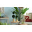 Topiaire simple en faux buis en pot