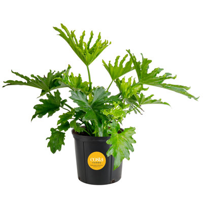 Selloum in Nursery Pot