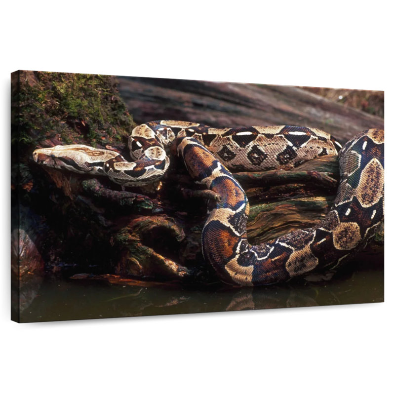 Brampt Columbia Red Tail Boa, 32" H x 48" W