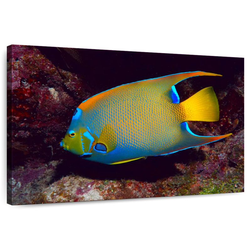 Brampt Glowing Queen Angelfish, 34" H x 51" W
