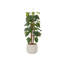Pot à fleurs 70,6 '' artificiel Devil's Ivy In A Shell