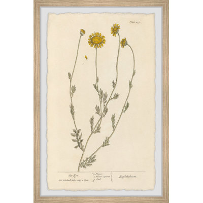 «Ox Eye Daisy», reproduction encadrée