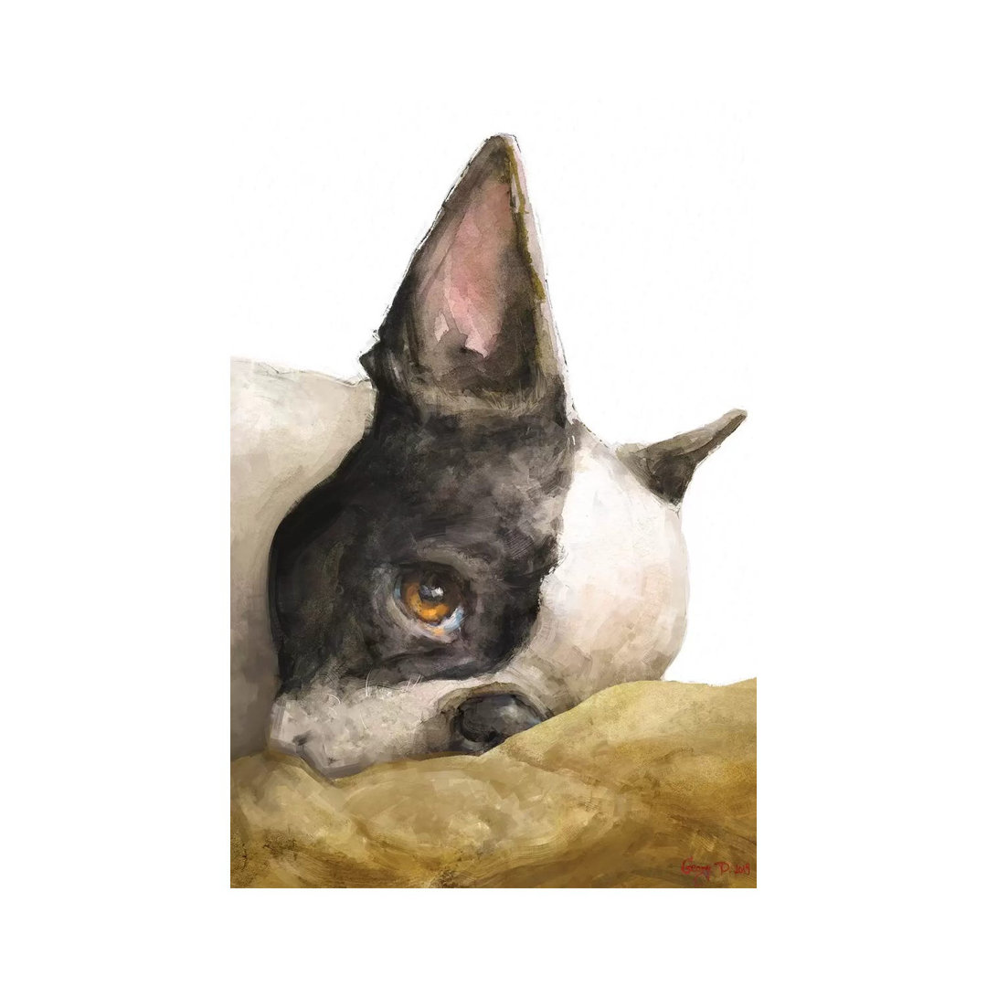 Boston Terrier White Background by George Dyachenko - Painting on Canvas