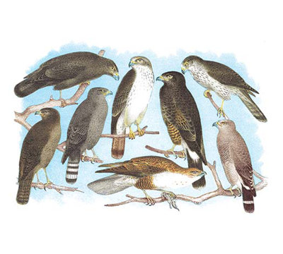 « coopers, grub, harlan, harris buzzards et poule hawk par theodore jasper », impression