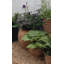 Mairead Handmade Pot Planter-14486273