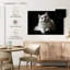 Chat persan blanc-107524872