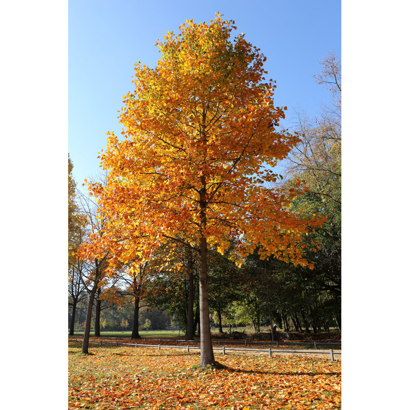 Liriodendron Tulipifera - Photographie sur toile tendue, H 18 po x l 12 po