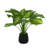 19" Hosta Plant in Glass Vase