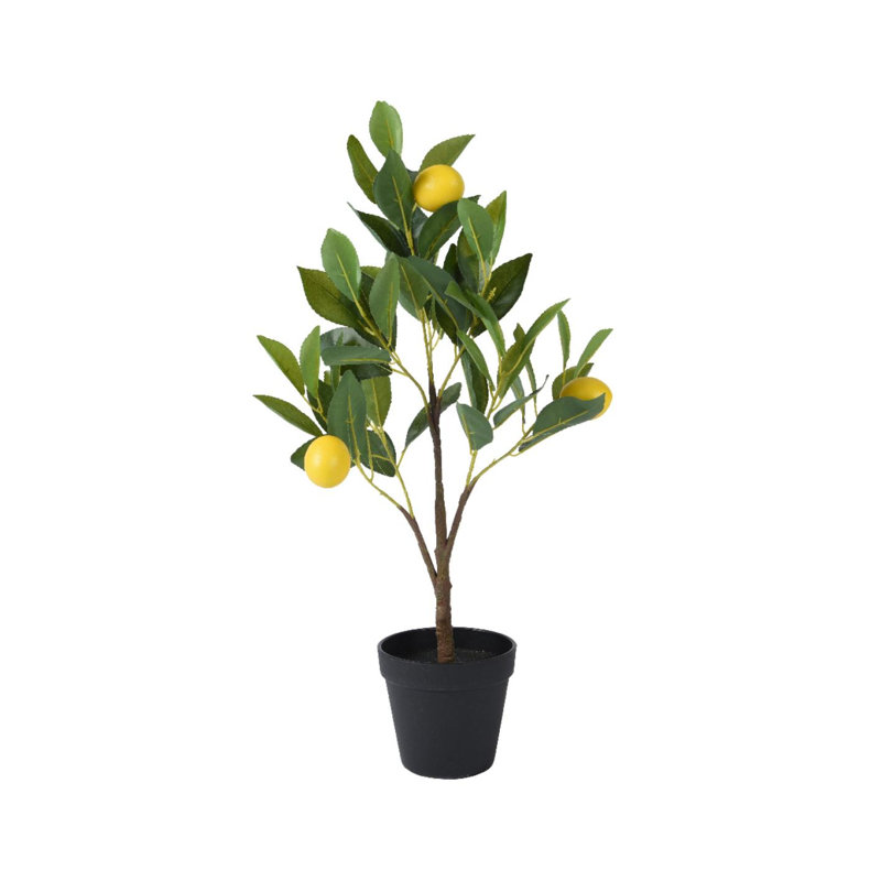 Angilia 152.4cm Plant