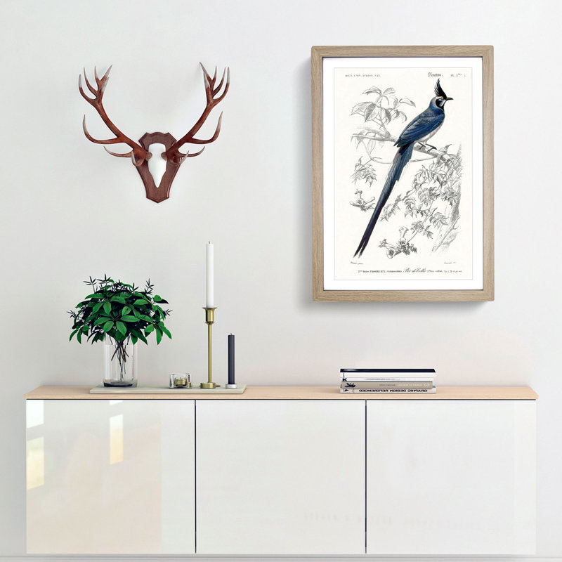 Magpie-Jay Bird by Charles d Orbigny - Framed Print, 36cm H x 27cm W x 2cm D, Oak Framed