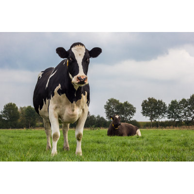 Walthourville, vache hollandaise dans un pré