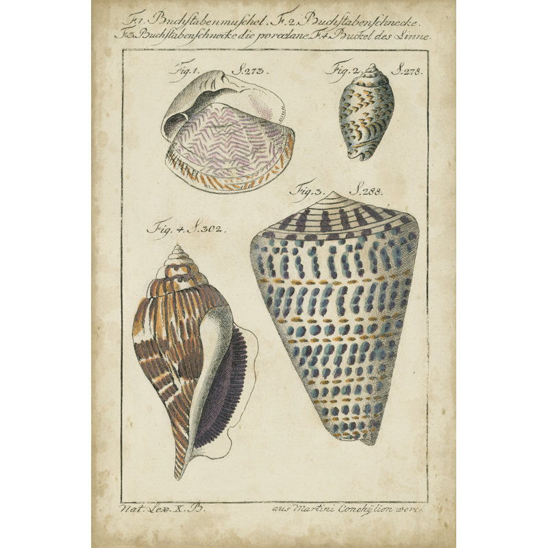 Vintage Shell Study II (U) by Martini - Wrapped Canvas Print, 46cm H x 30cm W