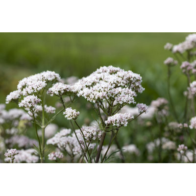 Racines de valériane avec fleurs par Ayimage