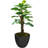 Panama Foliage Plant in Planter