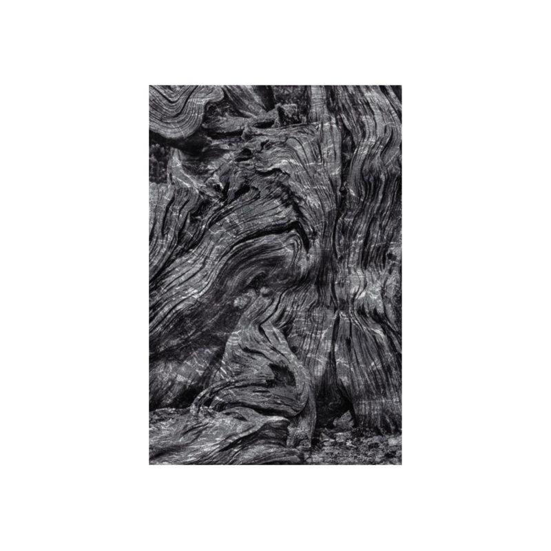 Bristlecone Study I par Harold Davis - impression, Couche de verre, H 60 po x l 40 po