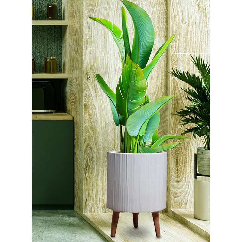 Jeromy Ceramic Pot Planter
