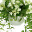Budding Hydrangea Arrangement In Rippled Vase With Tradescantia And Fern