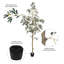 Arbre en pot Winnetka-27703840
