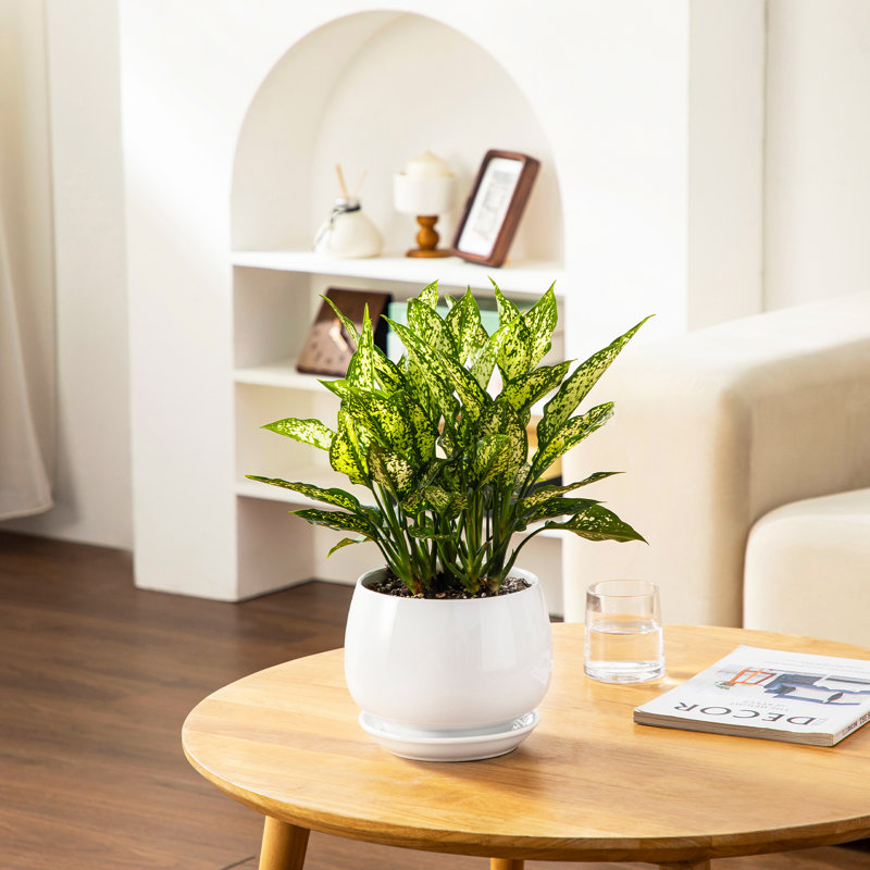 TYHPOT Ceramic Pot Planter, White