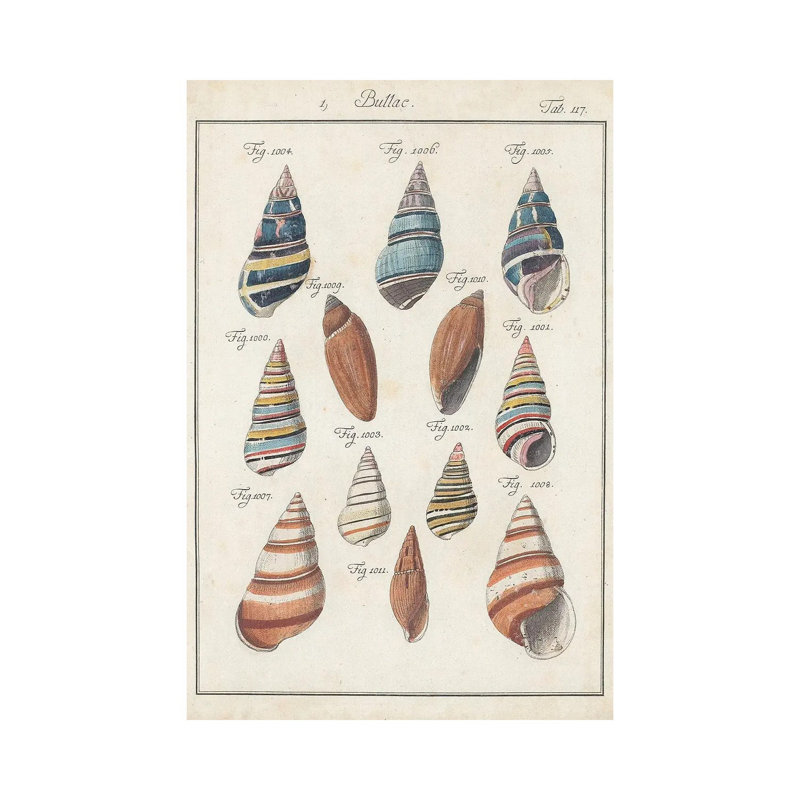 Antique Shell Pair I by Jacques DeSeve - Wrapped Canvas Painting, 20.32 cm H x 30.48 cm W