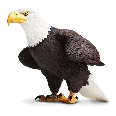 Aigle à tête blanche