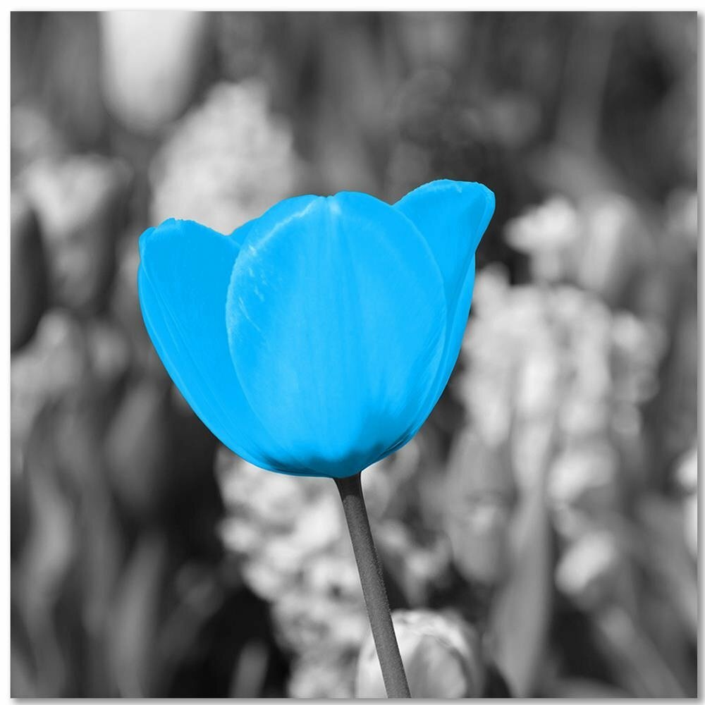 Leinwandbild Blue Tulip