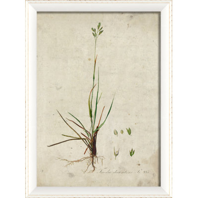 «Botanical», impression encadrée