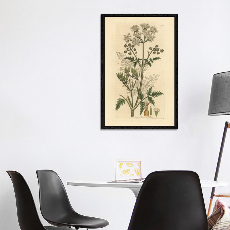 Cow Parsley by Florilegius - Gallery-Wrapped Canvas Giclée on Canvas, 101.6 cm H x 66.04 cm W  x  4.445 cm D, Black