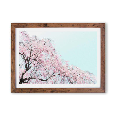 Pink Cherry Blossom Tree by Unknown - Framed Print