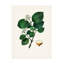 Art sur toile, botanique, botanique, John Stephenson-103100859