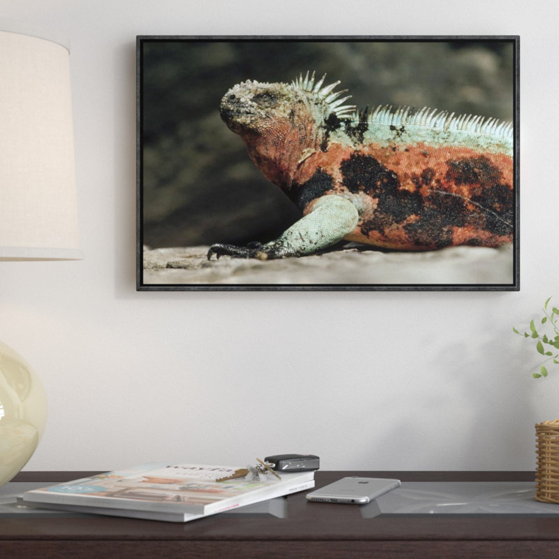 " Marine Iguana Male In Breeding Color, Galapagos Islands, Ecuador ", 12" H x 18" W, Wrapped Canvas
