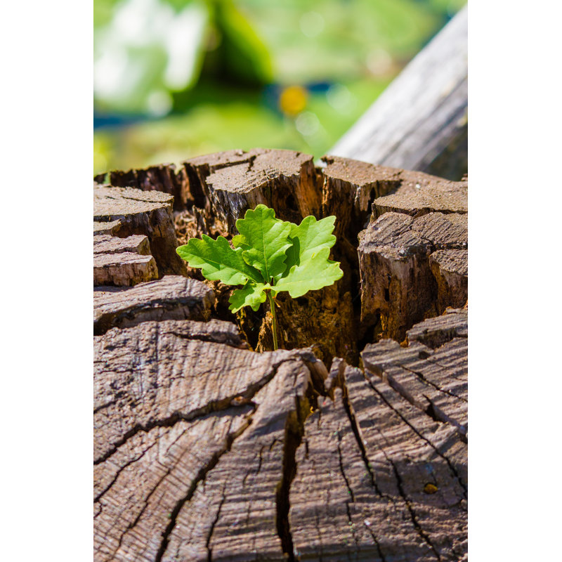 Growth On A Fallen Tree by Dzm - Wrapped Canvas Print, 46cm H x 30cm W x 3.8cm D