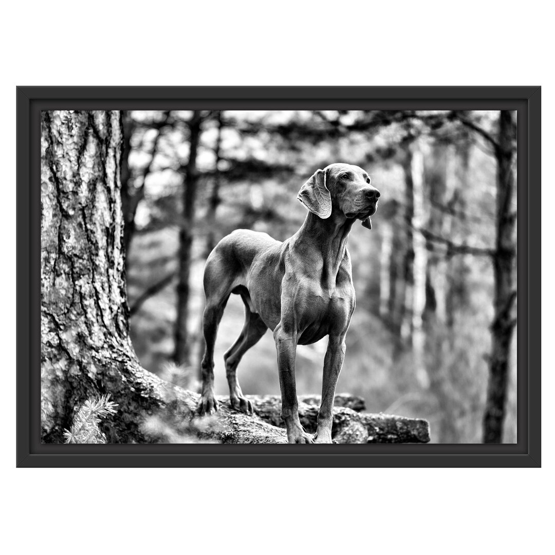 Gerahmtes Wandbild Edler WeimaranerWald