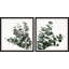 Fleur d'eucalyptus-80548832
