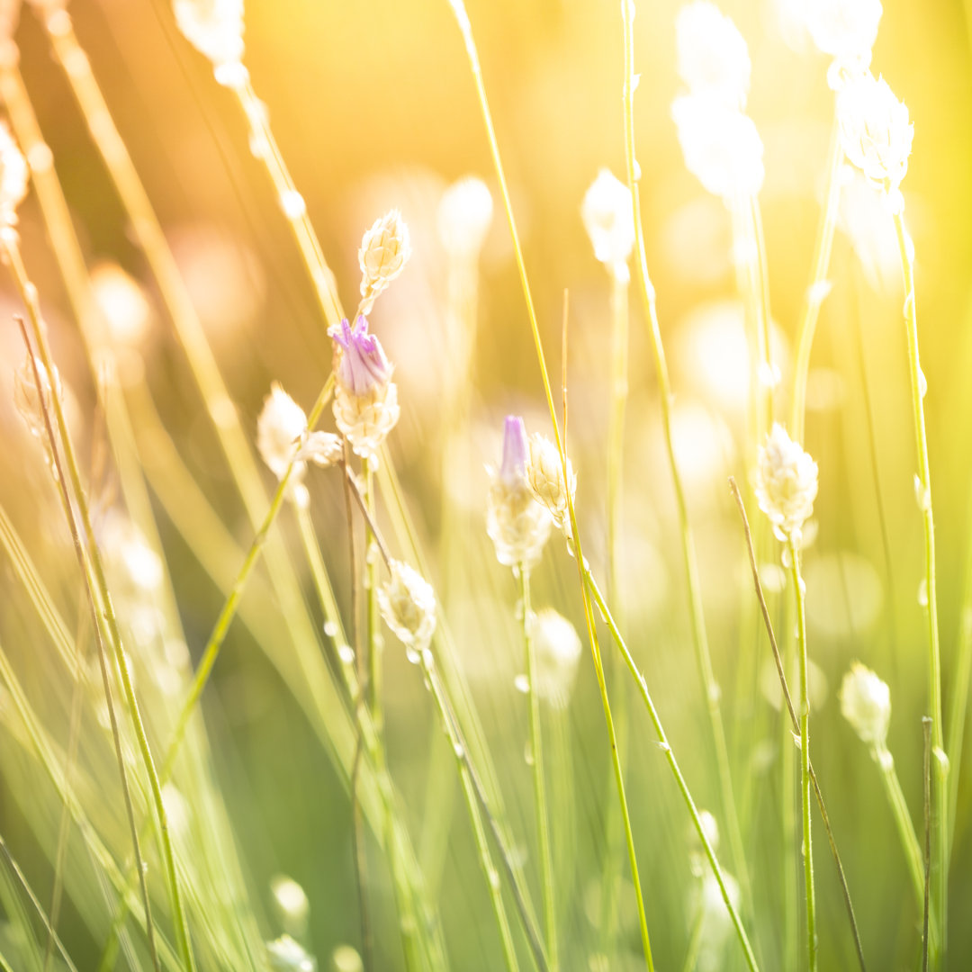 Leinwandbild Sun Coming Through Wildflowers In Meadow von Pawel.gaul