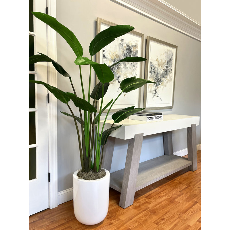 Green Bird of Paradise Tree in Pot, White